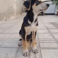 توله دوبرمن|سگ|کرمانشاه, |دیوار