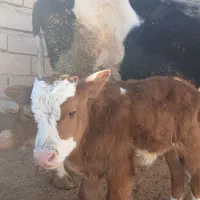 گاو هلشتاین شکم‌ سوم با گوساله‌ی نر