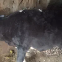 دوتا ماده سیمینتال|حیوانات مزرعه|شادیان, |دیوار