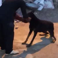 فروش سگ دوبرمن|سگ|بروجرد, |دیوار