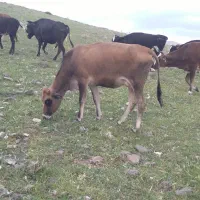 گاو قربانی