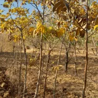 نهال گردو پوست کاغذی و عالی|خدمات باغبانی و درختکاری|بروجرد, |دیوار