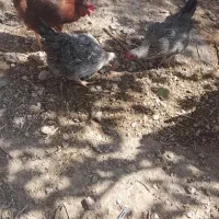 مرغ محلی|حیوانات مزرعه|مرودشت, ثبت احوال|دیوار