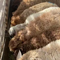 گوسفند زنده سرتاسرکرج|حیوانات مزرعه|مشکین‌دشت, |دیوار