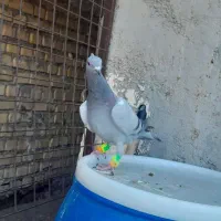 دوتاگرفتنی زرنگ|پرنده|بهبهان, |دیوار