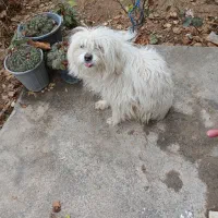 سگ شیتزو|سگ|پاکدشت, پاکدشت (مامازند)|دیوار