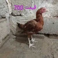 مرغ|حیوانات مزرعه|سیب و سوران, |دیوار