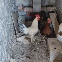 دو عدد مرغ و یک خروس بفروش می‌رسد.