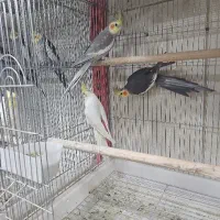 پرنده سرای پرطلایی پرند|پرنده|پرند, فاز ۲|دیوار