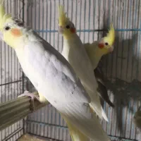 عروس هلندی لوتینو ومرغ عشق انگلیسی