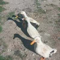 اردک نر وماده