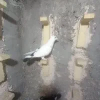 پرنده