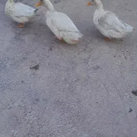 اردک