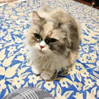 گربه ی گم شده|حیوانات|تبریز, |دیوار