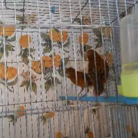 جفت قناری سرخ قدیمی