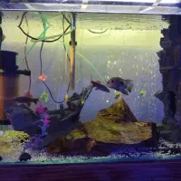 آکواریوم و ماهی|ماهی|هشتگرد, شهرک گلخانه|دیوار