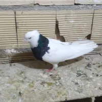 کبوتر طوقی سیاه نردرجه یک|پرنده|الشتر, |دیوار