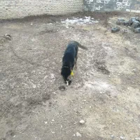 سگ‌سرابی|سگ|ایجرود, |دیوار