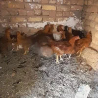 مرغ وخر‌س|پرنده|تربت‌حیدریه, تپه ننه حجی|دیوار