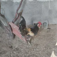 خروس گلین چهل تاج