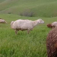 قوچ دامازدق دوراس ویک بره قوچی کره