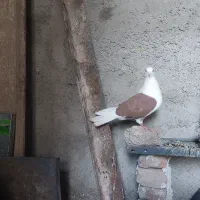 پرنده
