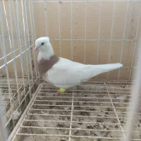 طوقی|پرنده|خورموج, |دیوار