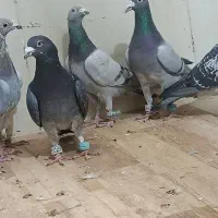 کفتر|پرنده|مشهد, فرودگاه|دیوار