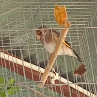 سقا|پرنده|کرمان, |دیوار