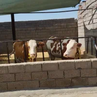 گوساله سیمیتال|حیوانات مزرعه|میاندوآب, |دیوار