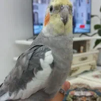 عروس هلندی دستی سخنگو لوتینو نر ماده