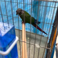 طوطی گیرینچیک|پرنده|سیرجان, |دیوار