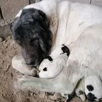 سگ البای ماده