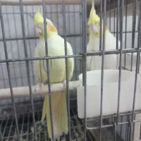 عروس هلندی