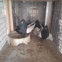 جفت سینه سیاه|پرنده|رفسنجان, |دیوار