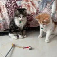 دوتا بچه گربه ۶ ماهه به همراه تمام وسایل