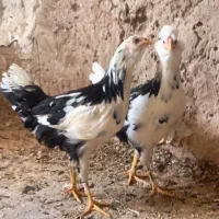 مرغ و خروس گلین/تخم نطفه دار/جوجه مرغ