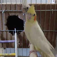 عروس هلندی مولد  سرحال|پرنده|زابل, |دیوار