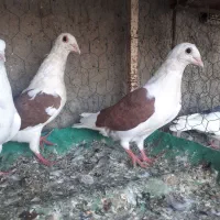 کبوترپلاکی