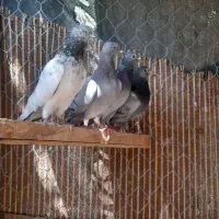 پرنده فروشی