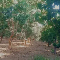 باغ بادام و تفریحی|فروش زمین و ملک کلنگی|تیران, |دیوار