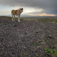 سگ نگهبان|سگ|سبزوار, قصبه شرقی|دیوار