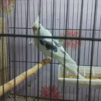 عروس هلندی دو کت پروانه ای نر|پرنده|اصفهان, سرچشمه|دیوار