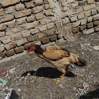 مرغ لاری درجه یک ۱۲ عدد و ۲تا خروس لاری