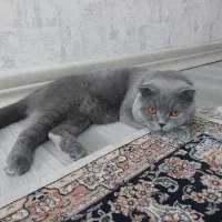 گربه اسکاتیش بلو دبل فولد نر|گربه|کرج, مهرویلا شمالی|دیوار