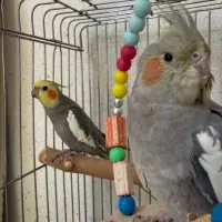 عروس هلندی جفت مولد