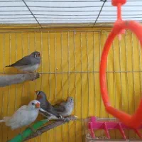 فنچ با سه عدد جوجه