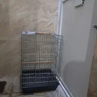 قفس عروس هلندی طوطی