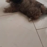 سگ سه ماهه شیتزو فلت