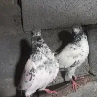 کفتر پاکستانی|پرنده|بندرعباس, |دیوار